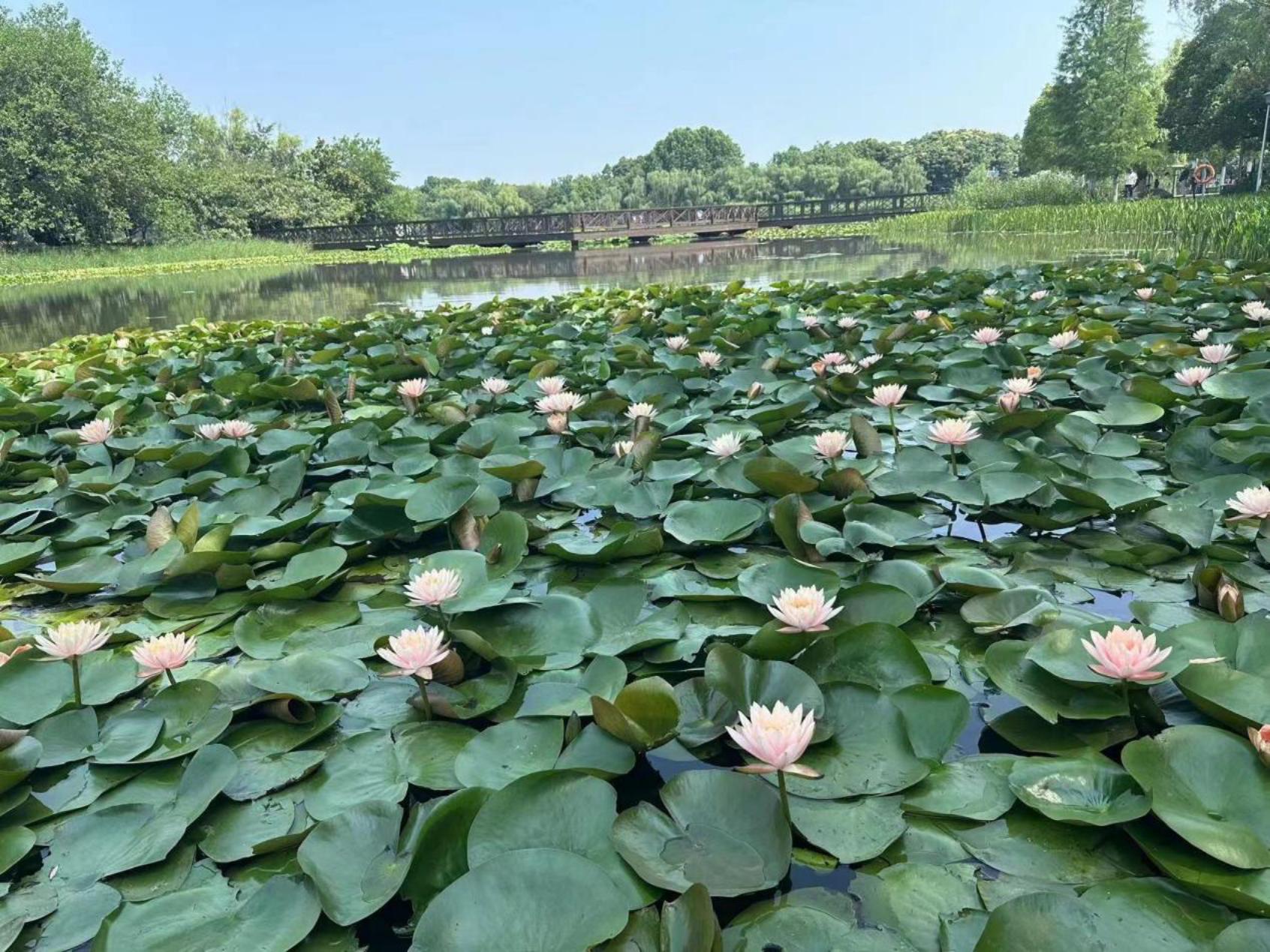 h:\2023\宣传\6月\华艺园林 睡莲宣传稿件6.14\蜀峰湾 (2).jpg